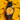 CASIO OROLOGIO TIMELESS GIALLO MTP-B145D-9AVEF